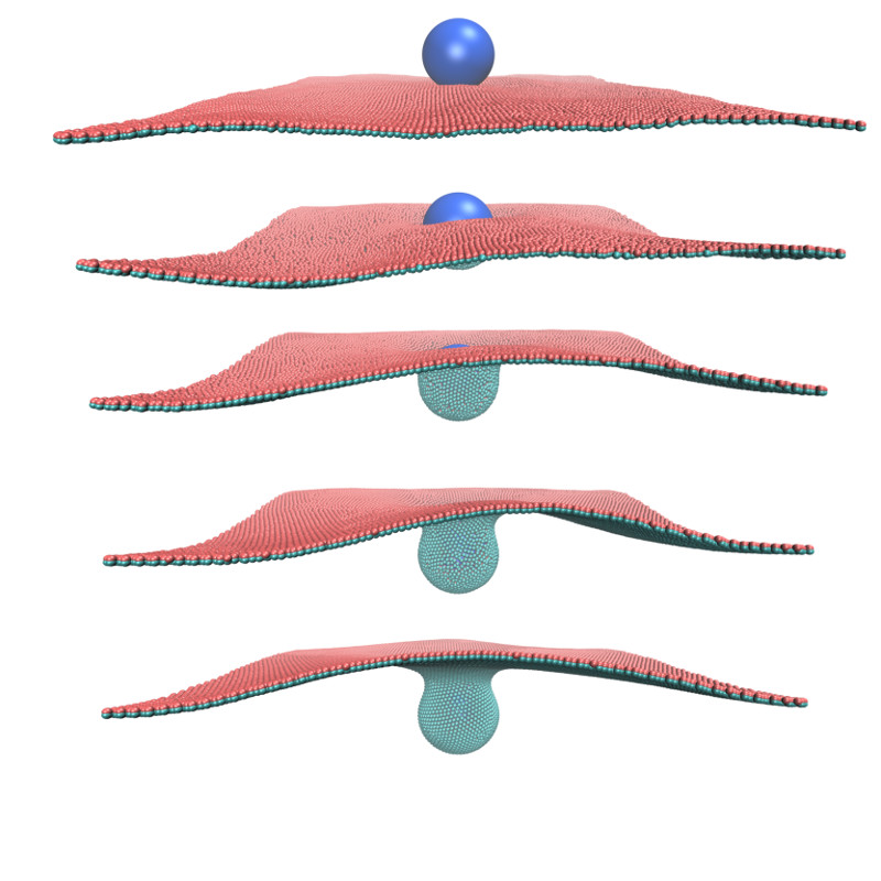 Endocytosis of spherical nanoparticles